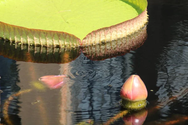 Victoria Amazonica Lilies Pond — Stok Foto