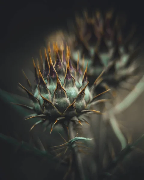 背景がぼやけている緑色のとげのある植物の垂直ショット — ストック写真