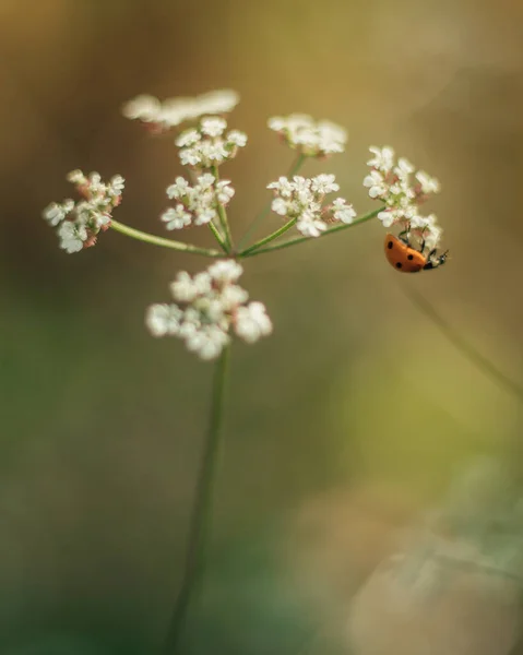 Tiro Close Uma Planta Com Pequenas Flores Brancas Uma Joaninha — Fotografia de Stock