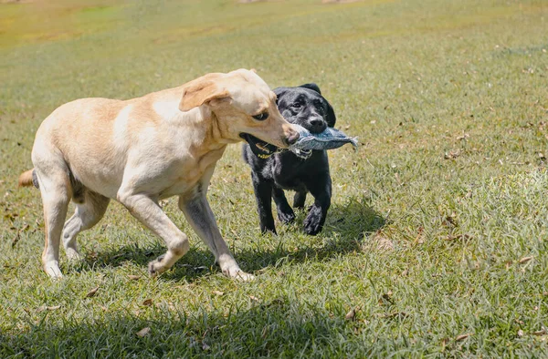 Dos Adorables Labrador Retrievers Luchando Por Una Pequeña Almohada Pastizal —  Fotos de Stock