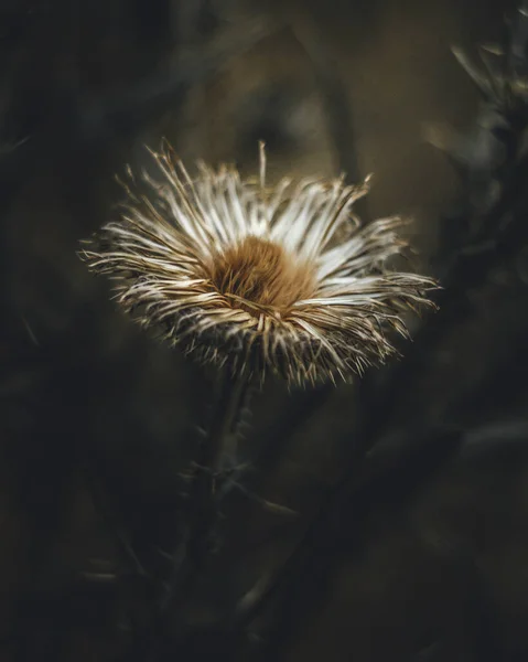 Vertical Shot White Thorny Flower Blurred Background — Stock Photo, Image