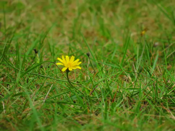 Gros Plan Une Fleur Colorée — Photo