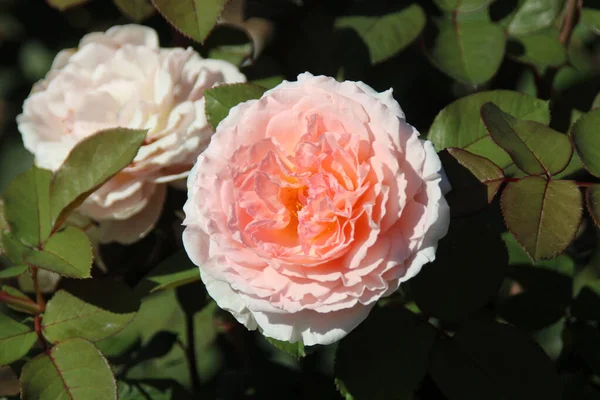 Piękne Różowe Róże Ogrodzie Pod Słońcem — Zdjęcie stockowe