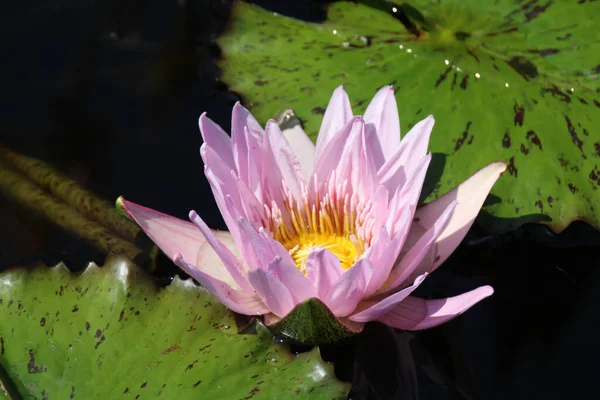 Beau Nénuphar Rose Dans Étang — Photo