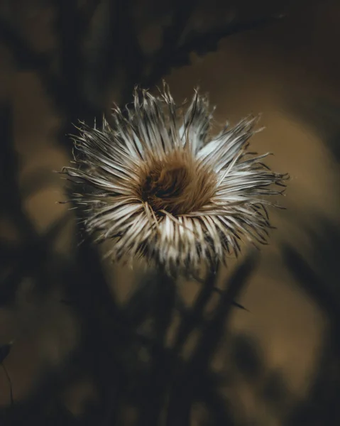 Een Verticale Macro Shot Van Een Witte Doornige Bloem Met — Stockfoto