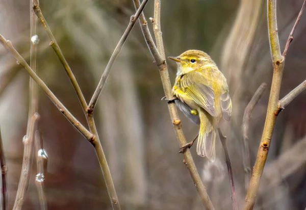 Sidovy Vackra Söta Willow Warbler Med Gul Fjäderdräkt Sittande Kvist — Stockfoto