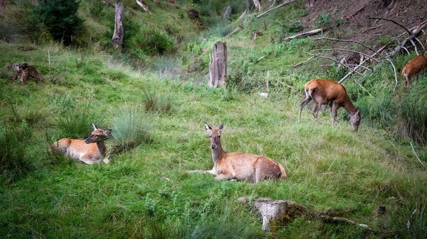 Une Entendu Parler Des Cerfs Dans Une Forêt Verte — Photo