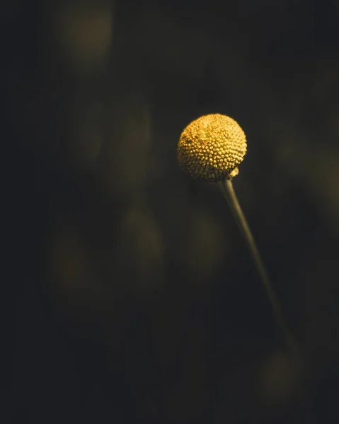 Ένα Μακρόστενο Πλάνο Ενός Κίτρινου Στρογγυλού Φυτού Ένα Στέλεχος Θολή — Φωτογραφία Αρχείου