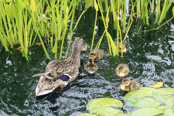 Pato Con Patitos Flotando Lago — Foto de Stock