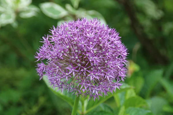 Egy Gyönyörű Óriás Allium Allium Giganteum Virág — Stock Fotó