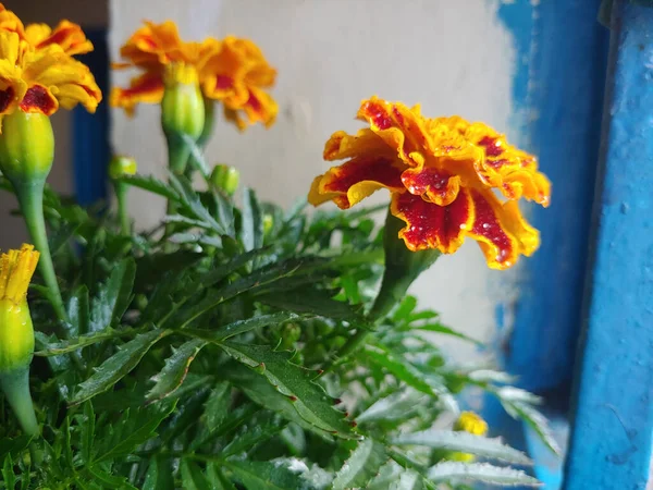 Крупним Планом Квітучі Квіти Чорнобривців — стокове фото