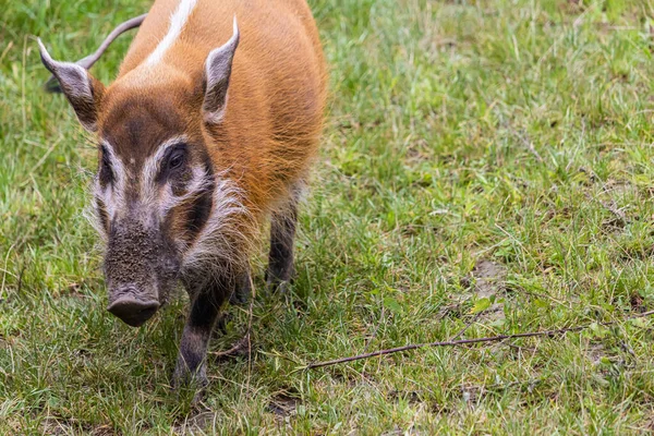 Grande Porco Rio Vermelho Campo Gramado Zoológico — Fotografia de Stock