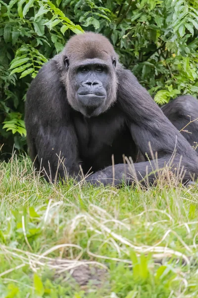 Black Furry Big Gorilla Grassy Field Zoo — Stock Photo, Image