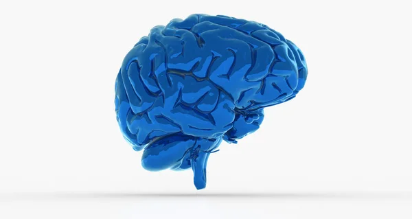 Een Blauwe Illustratie Van Een Menselijk Brein Een Witte Achtergrond — Stockfoto
