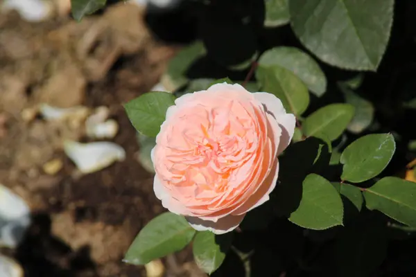 Piękna Różowa Róża Ogrodzie Pod Słońcem — Zdjęcie stockowe