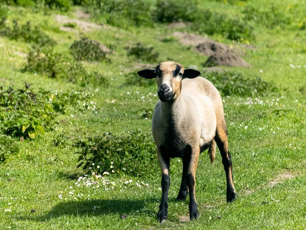 Owce Słonecznym Polu — Zdjęcie stockowe