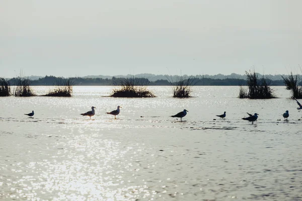 Птахи Поверхні Води — стокове фото