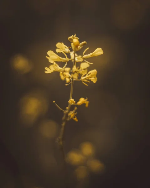 Een Verticaal Close Shot Van Een Gele Bloem Met Een — Stockfoto