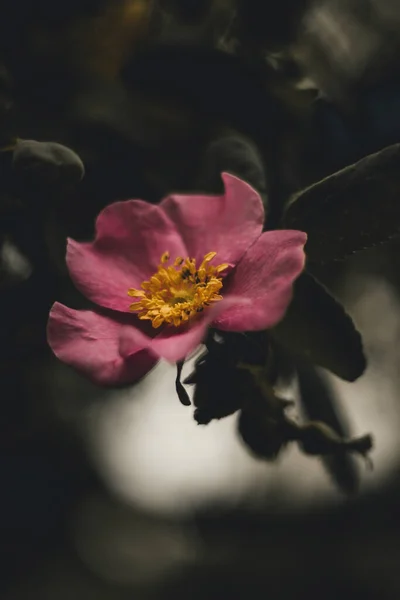 一种背景模糊的粉红色花朵的垂直的 特写的照片 — 图库照片