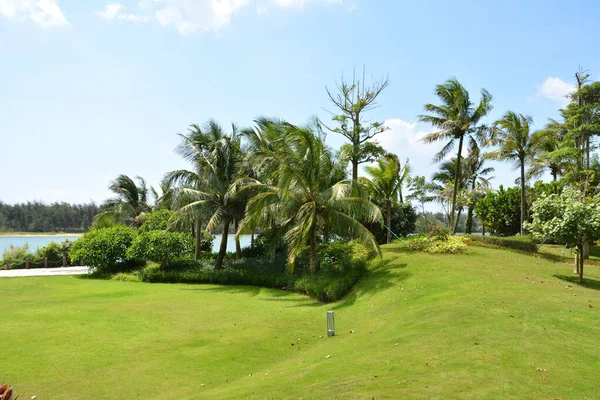 Palmeiras Tropicais Coqueiros Perto Lago — Fotografia de Stock