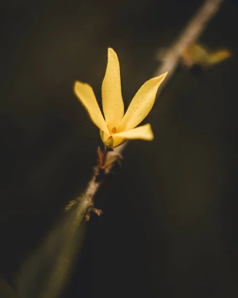 Plano Vertical Cerca Una Pequeña Flor Amarilla Con Fondo Borroso — Foto de Stock