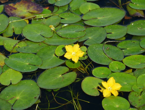 Makro Záběr Přírodní Pohled Krásné Žluté Růže Hladině Jezera — Stock fotografie