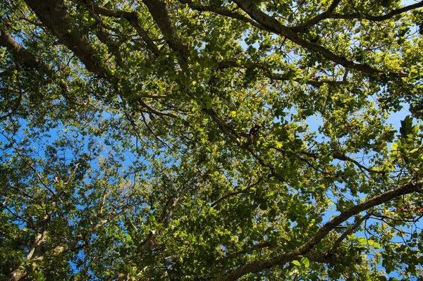 Low Angle Shot White Alder Alnus Rhombifolia Trees Blue Sky — Stock Photo, Image