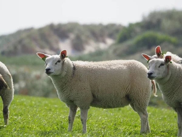 Gros Plan Sur Pâturage Des Moutons Dans Les Prairies Ameland — Photo