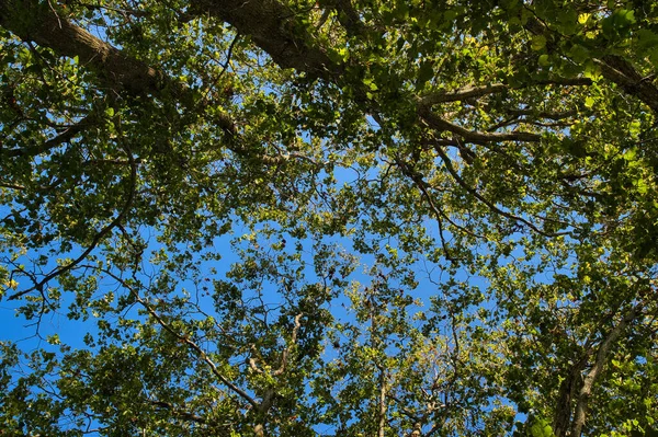 Niski Kąt Strzał Białej Olchy Alnus Rhombifolia Drzewa Błękitnym Tle — Zdjęcie stockowe