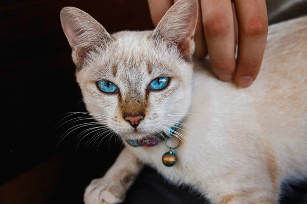 襟付きの美しい青い目の茶色のふわふわの猫のクローズアップ — ストック写真