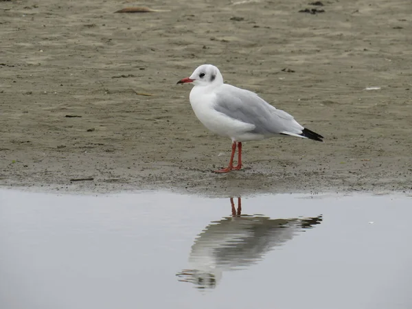 Bird Natural Habitat — Stock Photo, Image