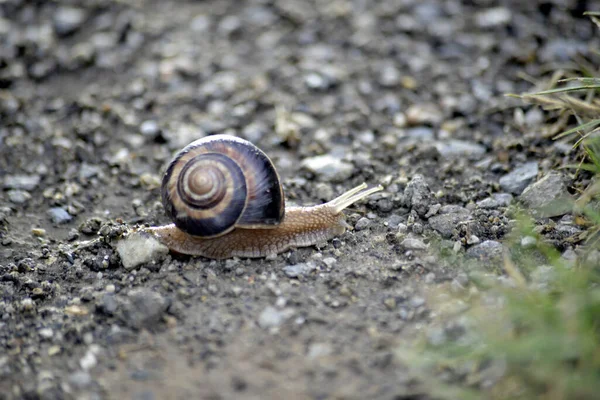 Snail Walking Ground — Stock Photo, Image
