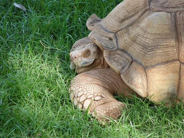Large Tortoise Rests Cool Green Grass — Stock Photo, Image