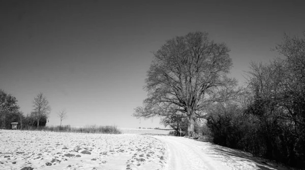 Szara Skala Snowy Pole Rano — Zdjęcie stockowe