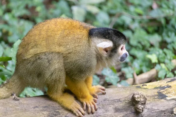 Harige Bruine Eekhoorn Aap Het Hout Dierentuin — Stockfoto