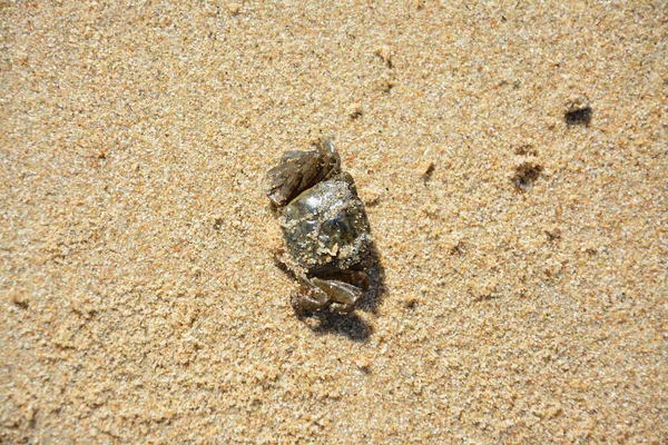 Een Close Shot Van Een Krab Het Zand — Stockfoto