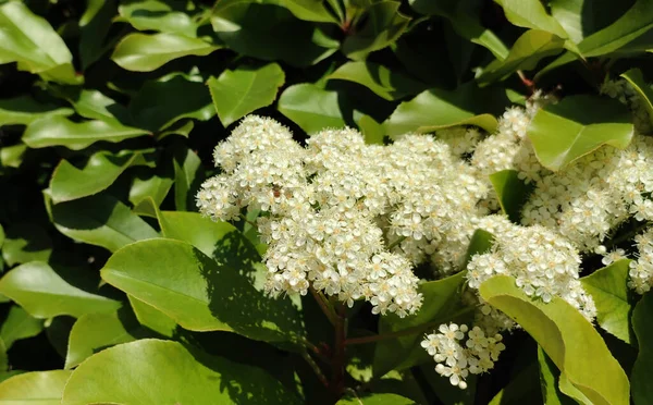 Una Piccola Ape Che Impollina Fiori Bianchi Sorbo Una Giornata — Foto Stock