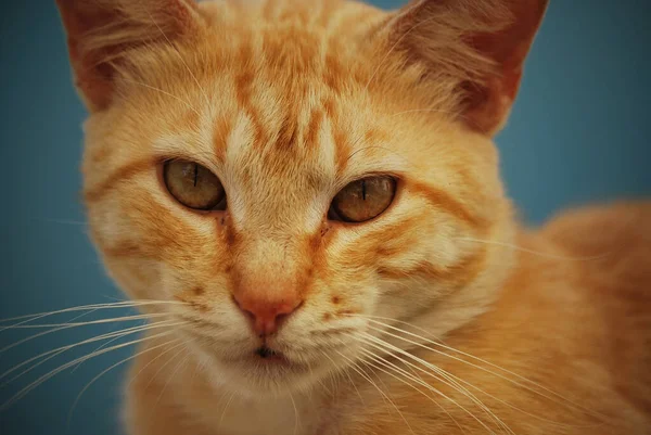 Retrato Belo Gato Gengibre Com Fundo Azul — Fotografia de Stock