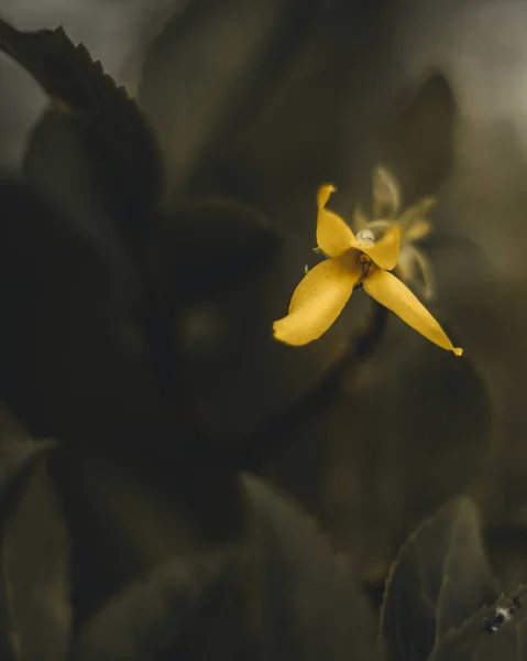 Ένα Κοντινό Πλάνο Ενός Μικρού Κίτρινου Λουλουδιού Θολό Φόντο — Φωτογραφία Αρχείου