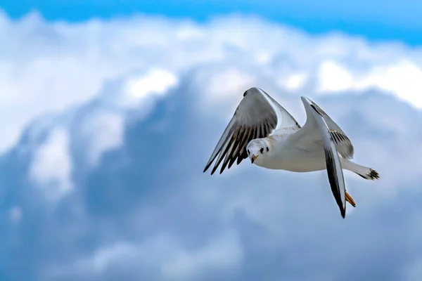 Uma Bela Gaivota Branca Voando Alto Céu Azul Com Nuvens — Fotografia de Stock