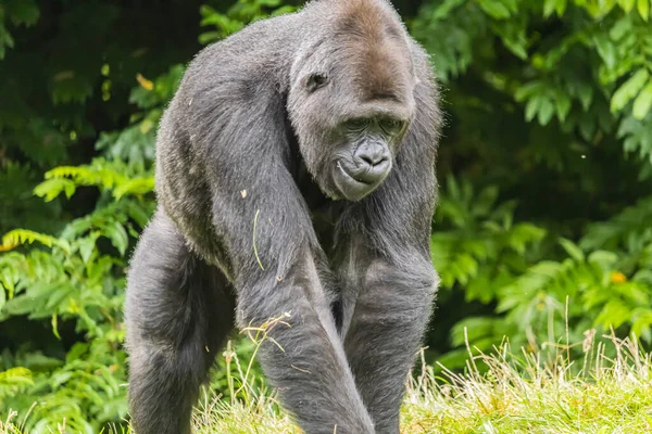 Ein Schwarzer Pelziger Großer Gorilla Auf Der Wiese Zoo — Stockfoto