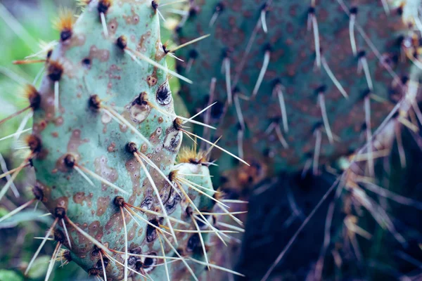 Gros Plan Cactus Poire Piquante Avec Des Aiguilles Pointues — Photo