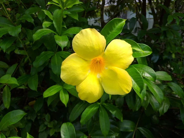 Enfoque Selectivo Una Flor Melastomas Amarillos Sobre Fondo Verde — Foto de Stock