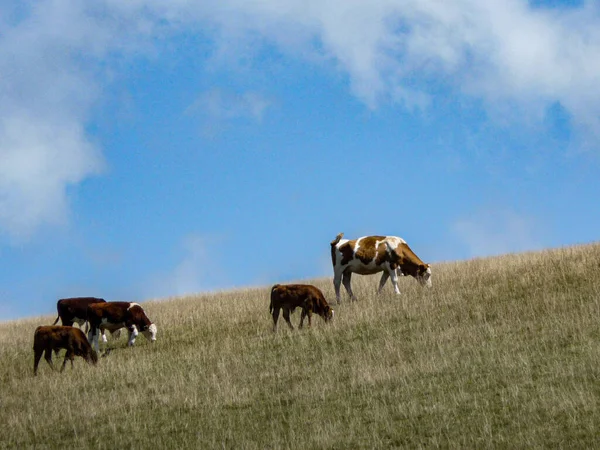 Eine Herde Kühe Weidet Gras — Stockfoto