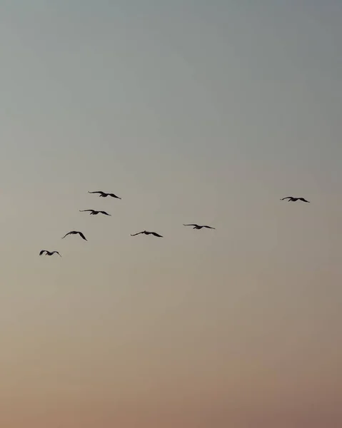 Birds Flying Sky — Stock Photo, Image