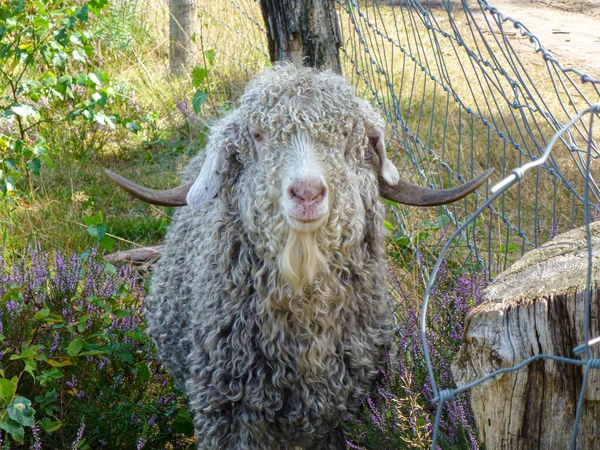 Een Angora Geit Een Veld — Stockfoto