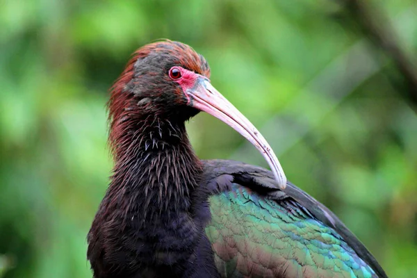 Widok Bliska Kolorowego Ptaka Lesie Rozmytym Tle — Zdjęcie stockowe