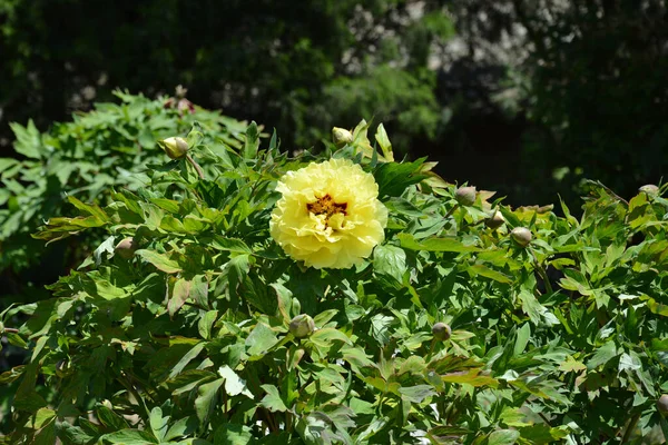 Une Belle Pivoine Jaune Entourée Verdure Dans Jardin — Photo