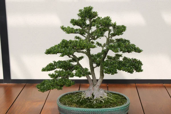 Bonsai Giapponese Nel Piatto — Foto Stock