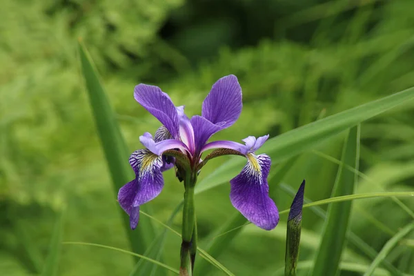 Selective Focus Shot Beautiful Purple Iris — Stock Photo, Image